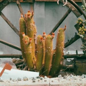 Photo Landscaping design