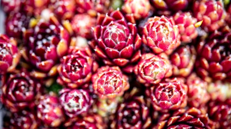 Photo Xeriscape garden