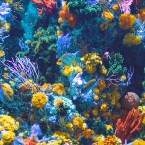 Photo LED underwater lights