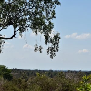 Photo Tree protection