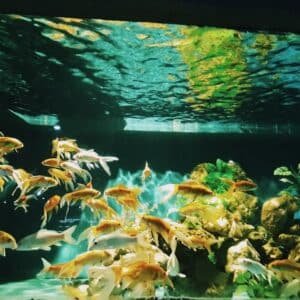 Photo "Underwater Utopia: Creating a Tropical Paradise in Your Backyard"