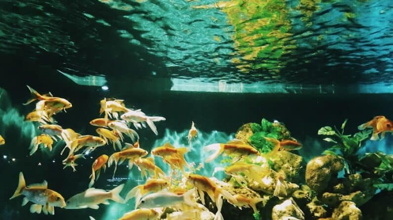 Photo "Underwater Utopia: Creating a Tropical Paradise in Your Backyard"
