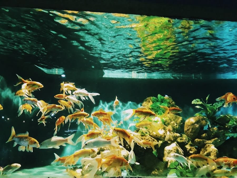 Photo "Underwater Utopia: Creating a Tropical Paradise in Your Backyard"