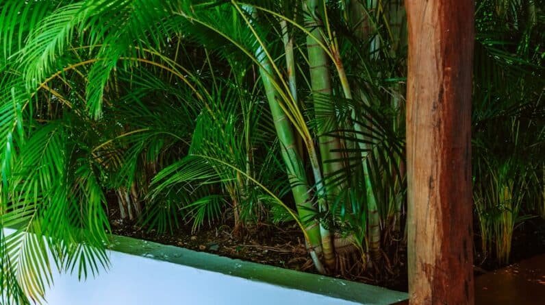 Photo Biophilic Bliss: Integrating Nature for a Tranquil Poolside Haven