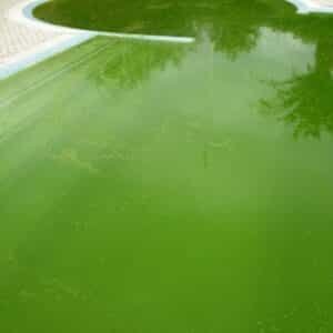 Photo "How Much Algaecide Should I Put in My Pool Weekly?"