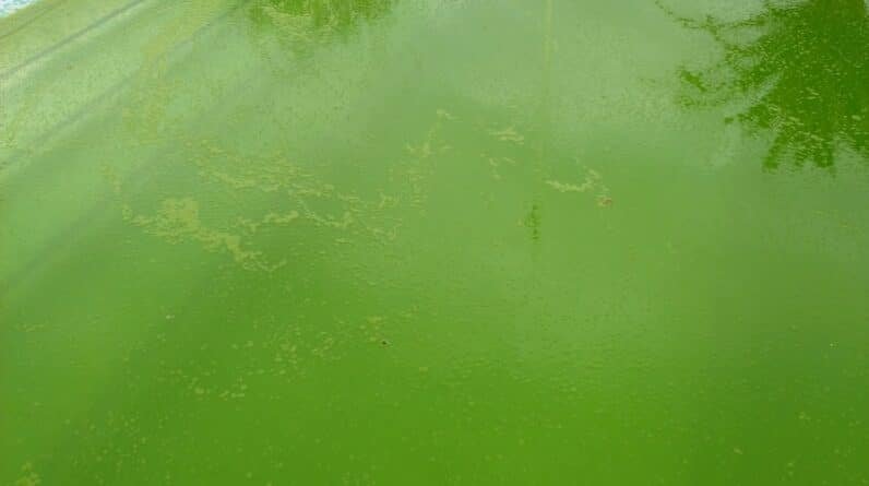 Photo "How Much Algaecide Should I Put in My Pool Weekly?"