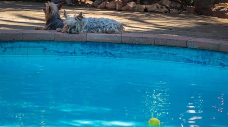 Photo "Pool Builders Contractors In Menifee California"