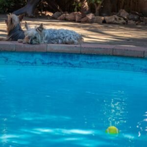 Photo "Pool Builders Contractors In Mission Viejo California"