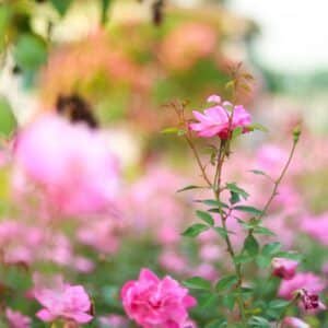Photo Landscaping Ideas