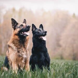 Photo Pets Safe