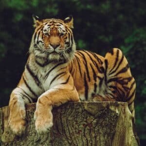 Photo Wildlife