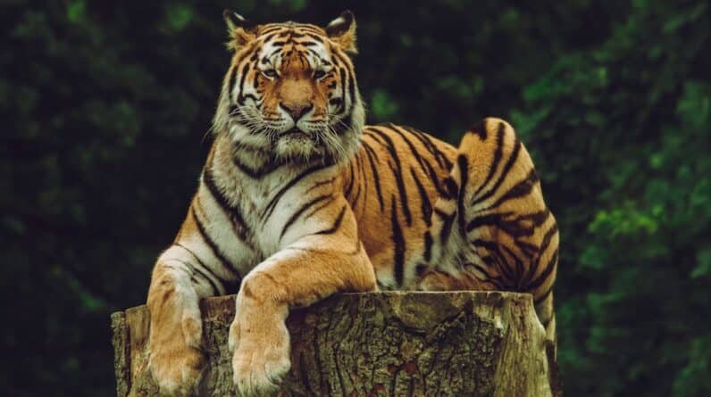 Photo Wildlife
