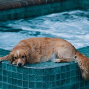 Photo Pool Protection