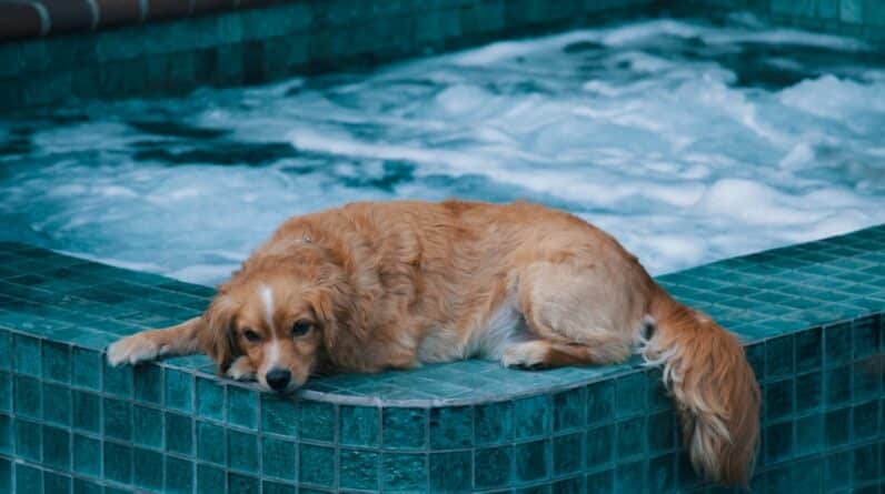 Photo Pool Protection