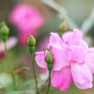 Photo Landscaping Ideas