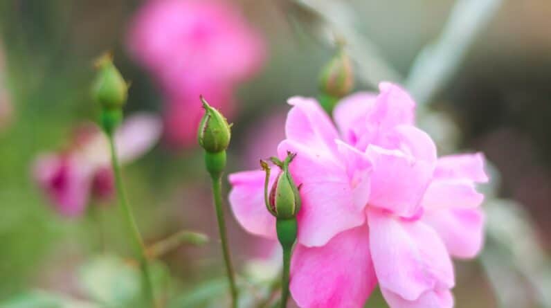 Photo Landscaping Ideas