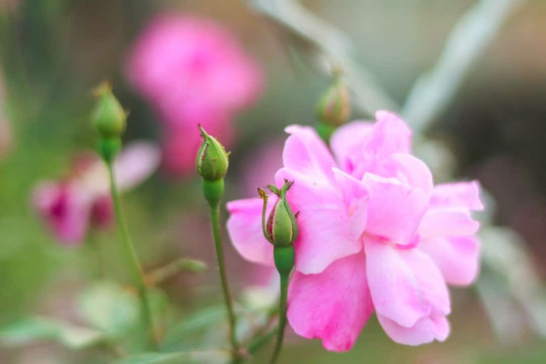Photo Landscaping Ideas