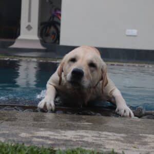 Photo Pool Builder