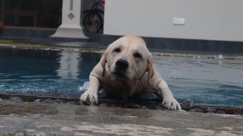 Photo Pool Builder