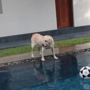 Photo Pool Contractor