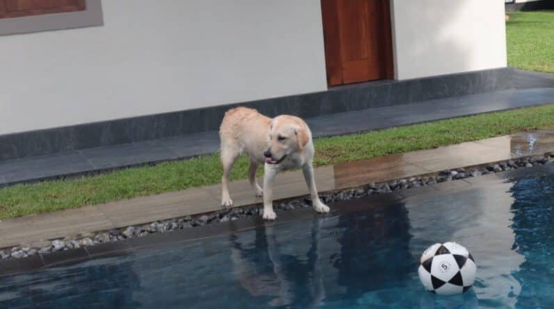 Photo Pool Contractor