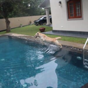 Photo Pool Builder Allen Texas